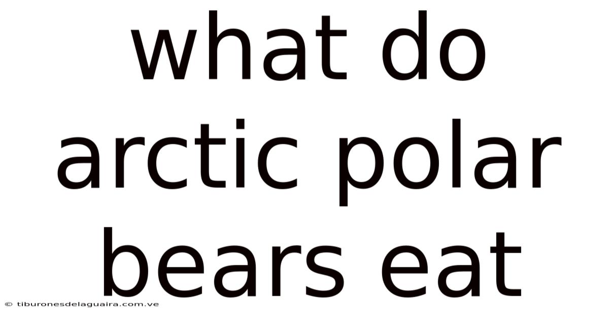 What Do Arctic Polar Bears Eat