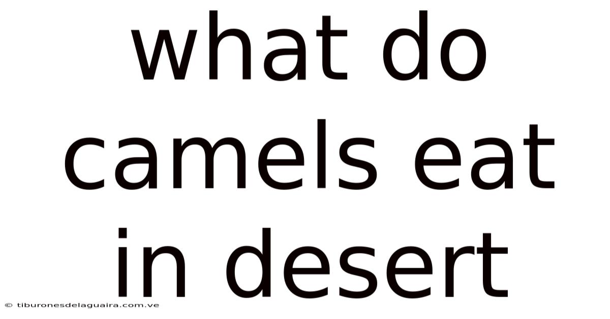 What Do Camels Eat In Desert