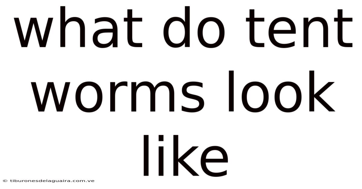 What Do Tent Worms Look Like