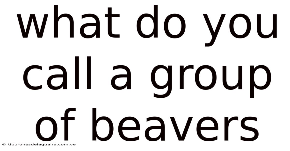 What Do You Call A Group Of Beavers