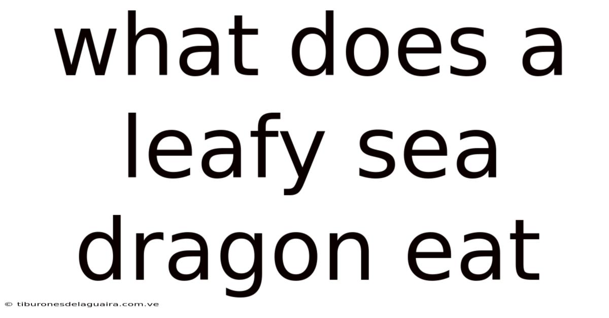 What Does A Leafy Sea Dragon Eat