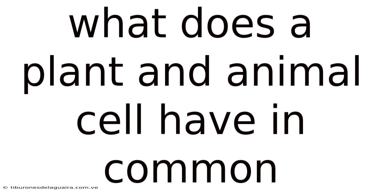 What Does A Plant And Animal Cell Have In Common