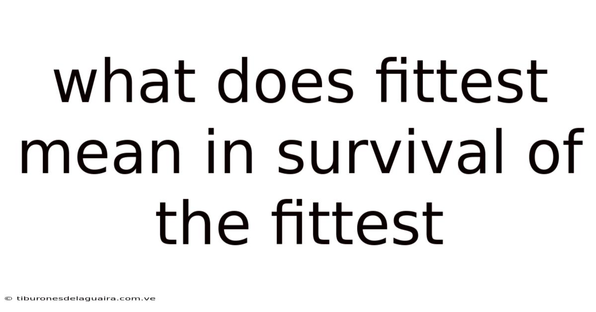 What Does Fittest Mean In Survival Of The Fittest