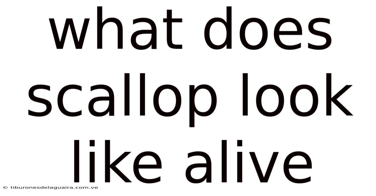 What Does Scallop Look Like Alive
