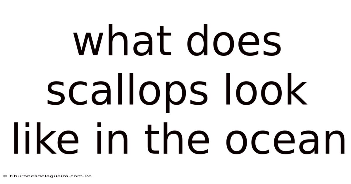 What Does Scallops Look Like In The Ocean