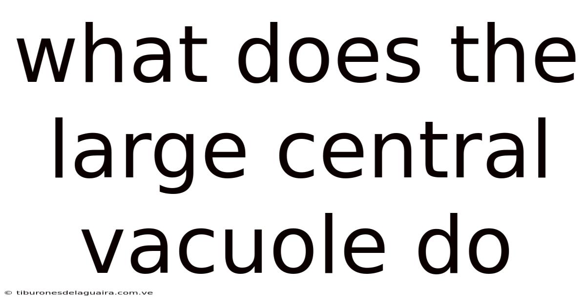 What Does The Large Central Vacuole Do