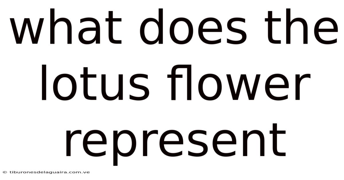 What Does The Lotus Flower Represent