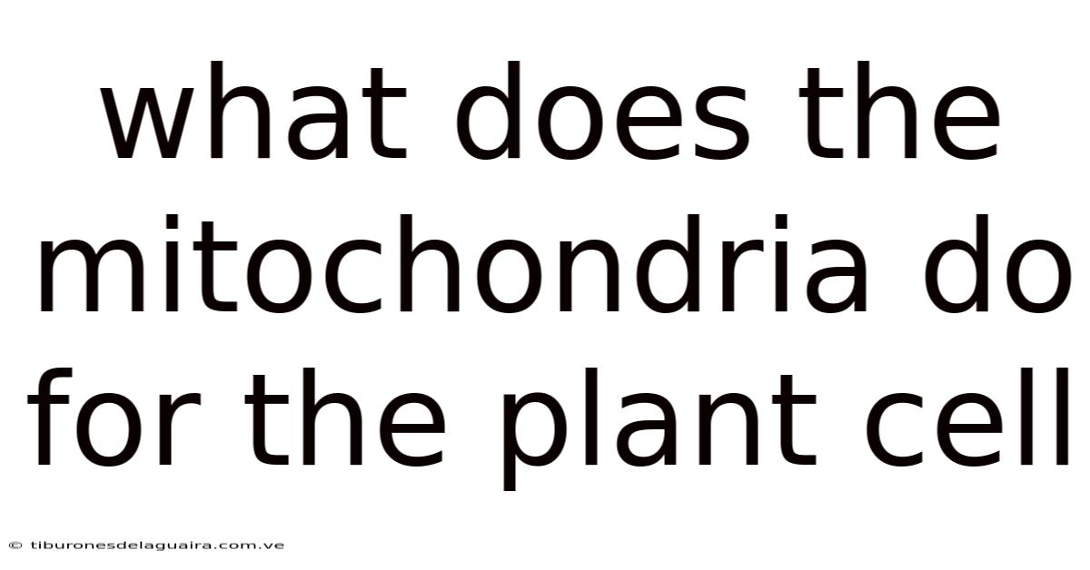 What Does The Mitochondria Do For The Plant Cell