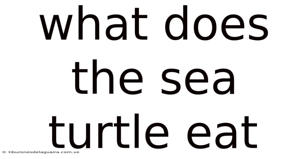 What Does The Sea Turtle Eat