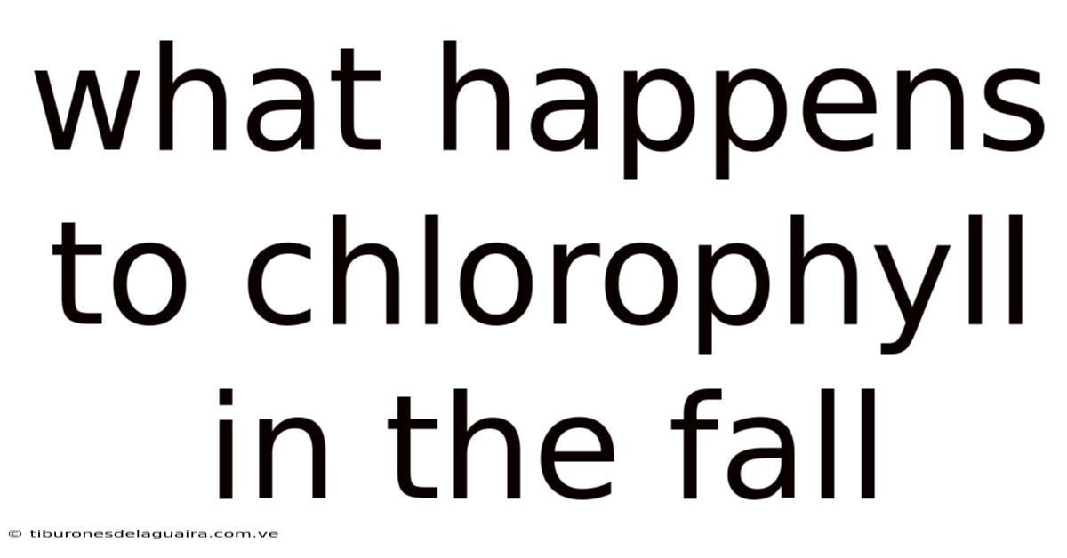 What Happens To Chlorophyll In The Fall