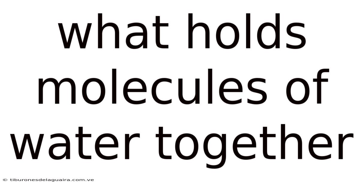What Holds Molecules Of Water Together