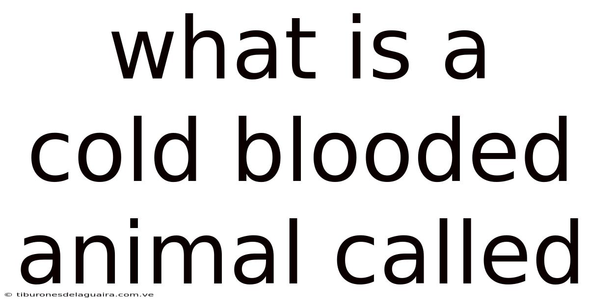 What Is A Cold Blooded Animal Called