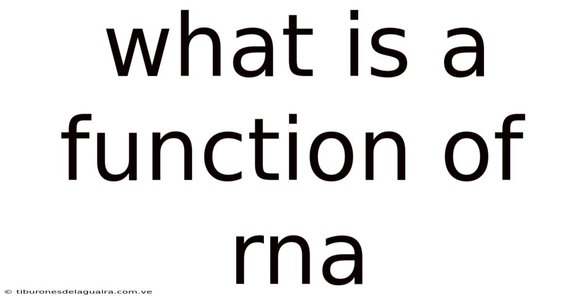 What Is A Function Of Rna