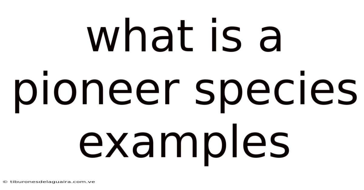 What Is A Pioneer Species Examples
