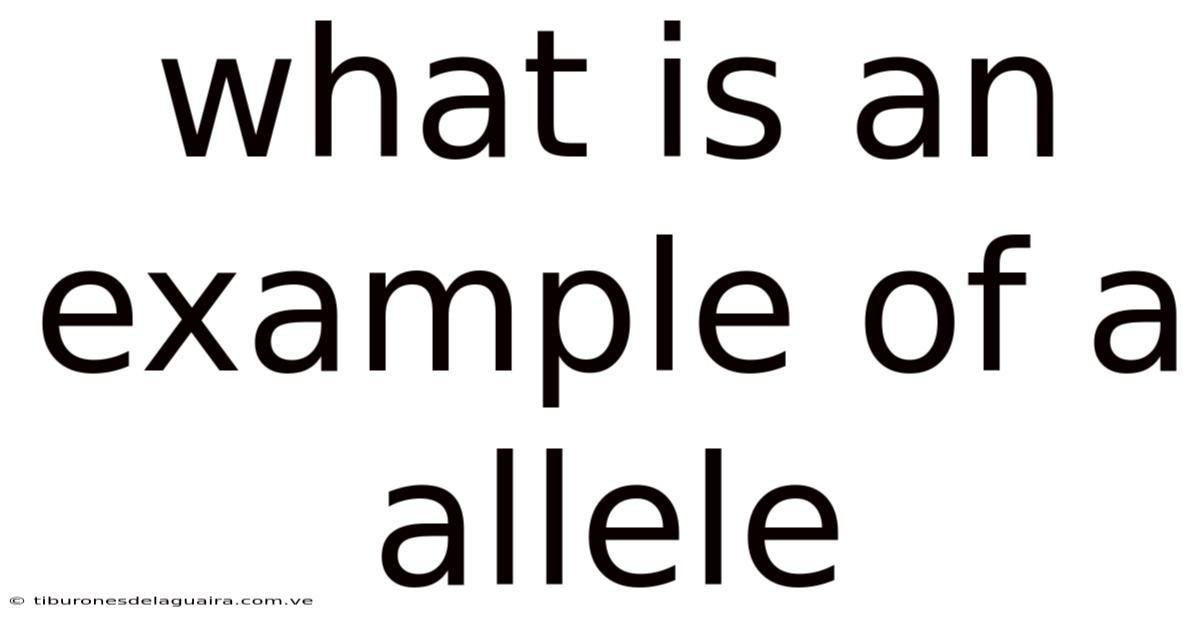 What Is An Example Of A Allele