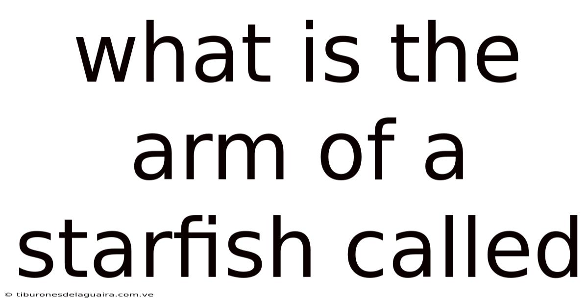 What Is The Arm Of A Starfish Called