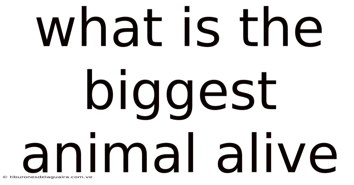 What Is The Biggest Animal Alive