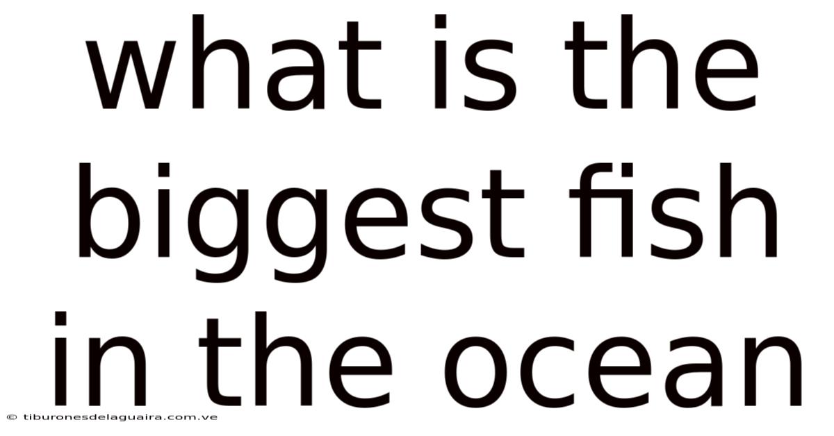 What Is The Biggest Fish In The Ocean