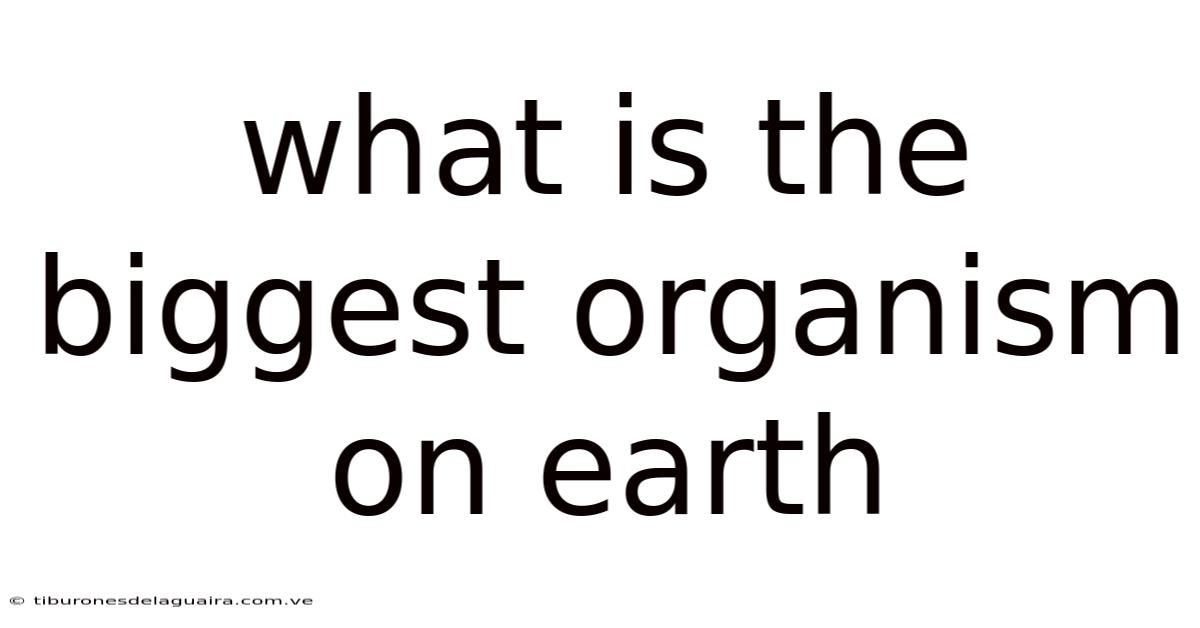 What Is The Biggest Organism On Earth