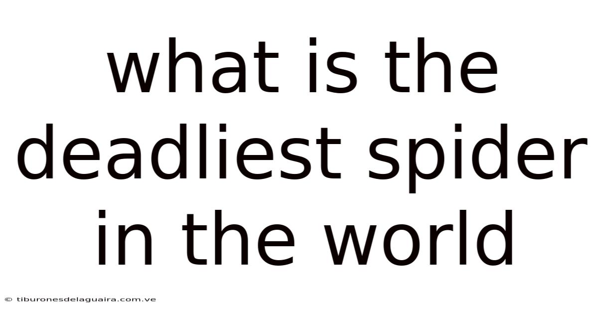 What Is The Deadliest Spider In The World