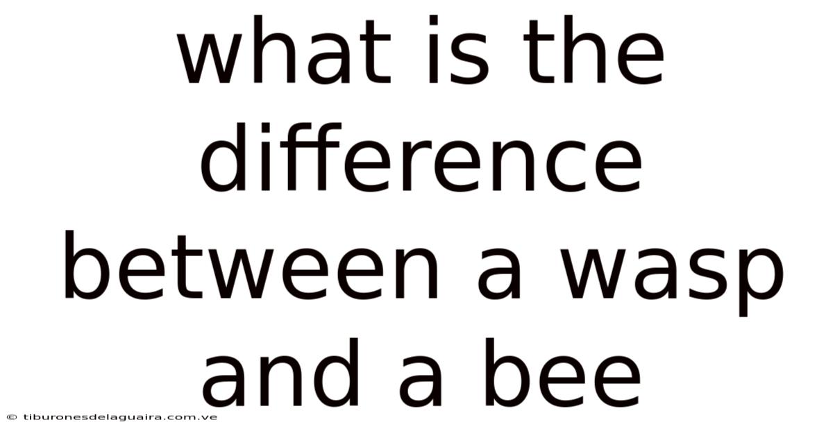 What Is The Difference Between A Wasp And A Bee