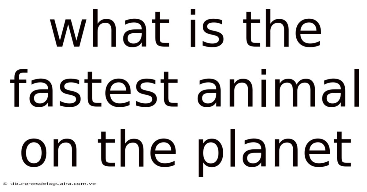 What Is The Fastest Animal On The Planet