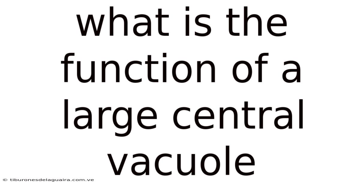 What Is The Function Of A Large Central Vacuole