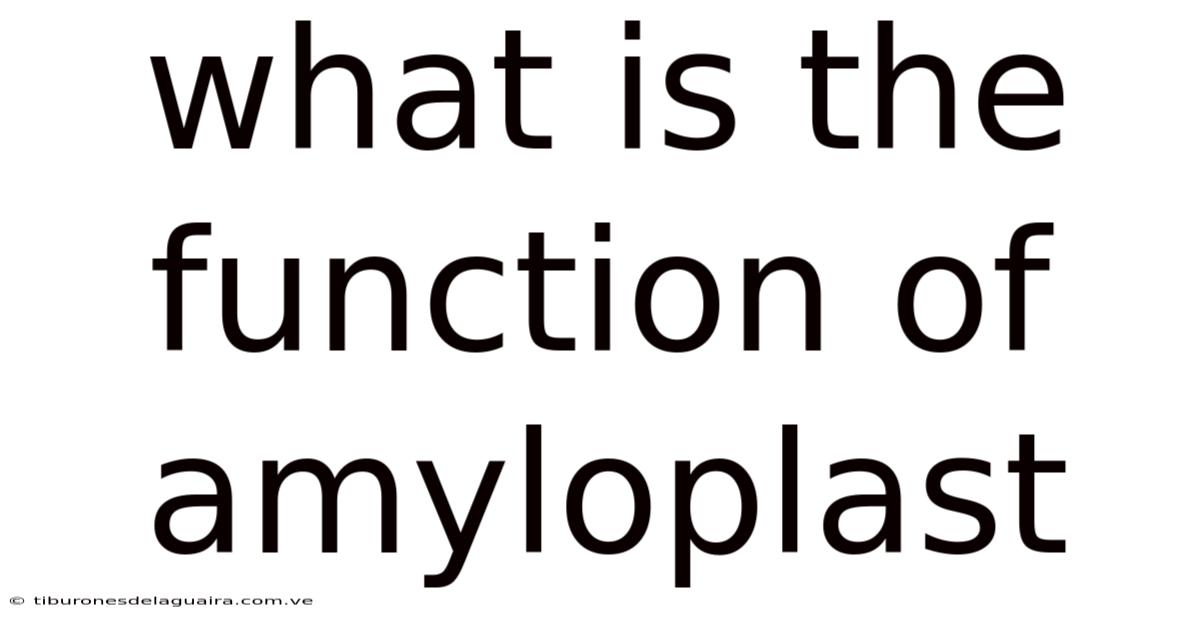 What Is The Function Of Amyloplast