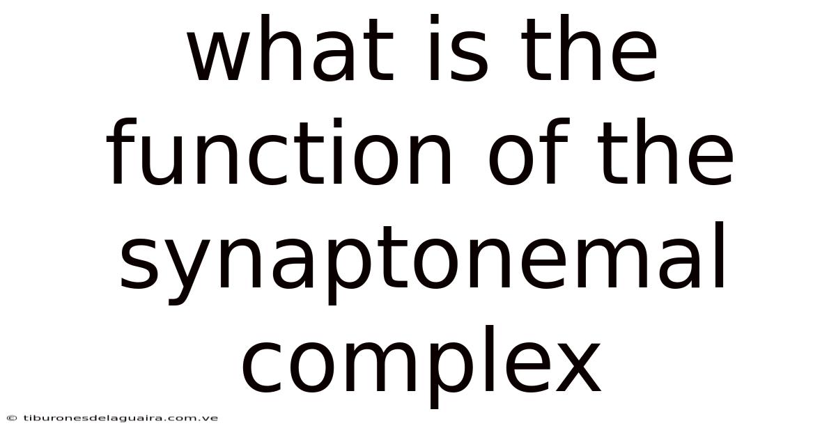 What Is The Function Of The Synaptonemal Complex