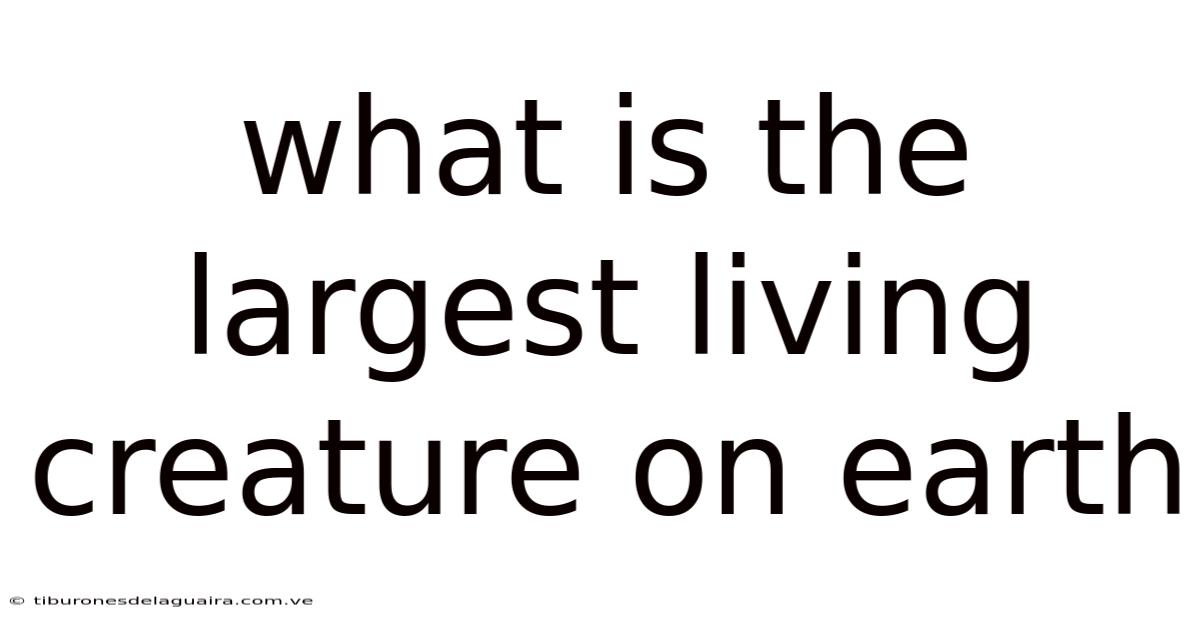 What Is The Largest Living Creature On Earth