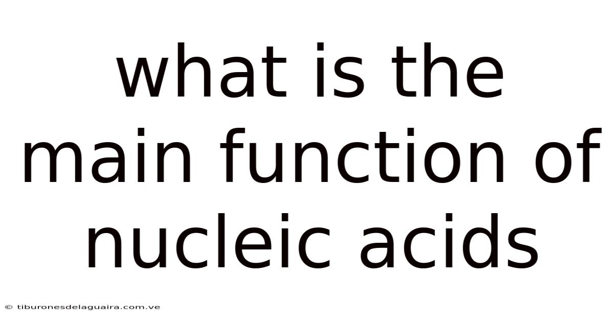 What Is The Main Function Of Nucleic Acids