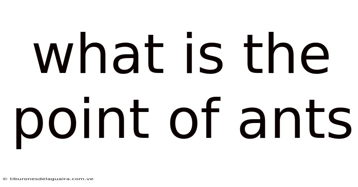 What Is The Point Of Ants