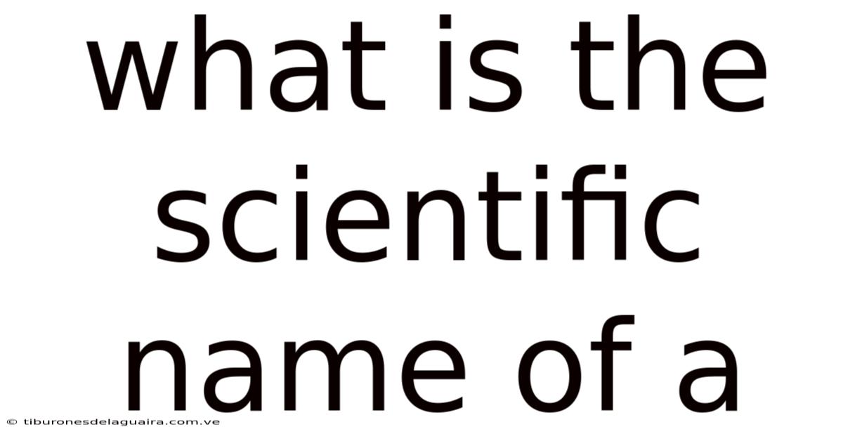 What Is The Scientific Name Of A