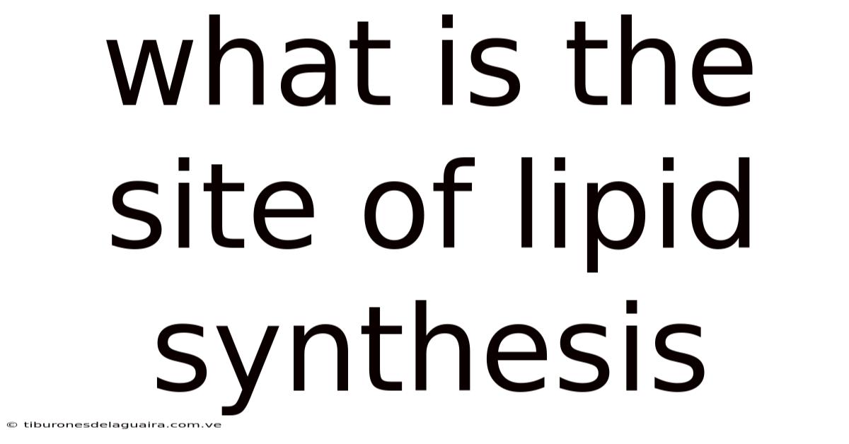 What Is The Site Of Lipid Synthesis