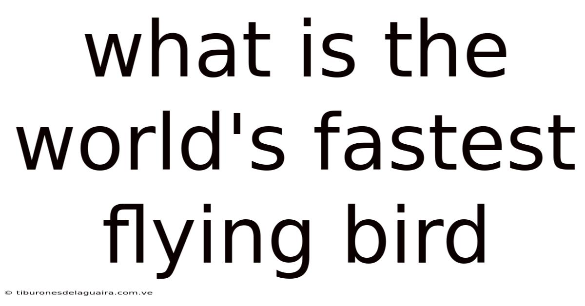 What Is The World's Fastest Flying Bird