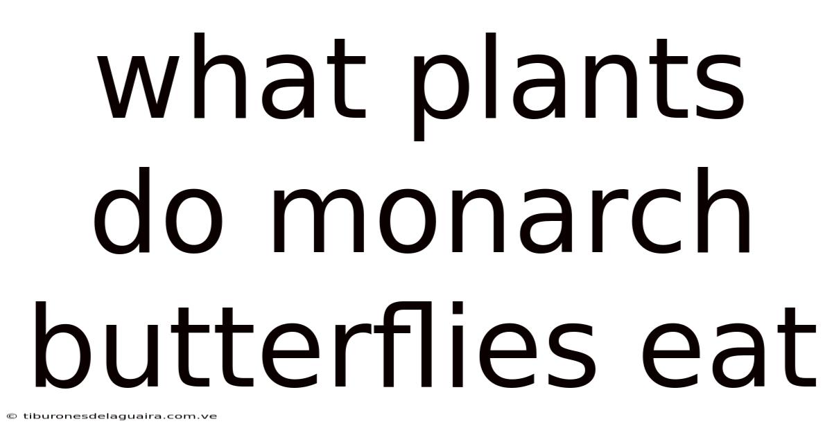 What Plants Do Monarch Butterflies Eat