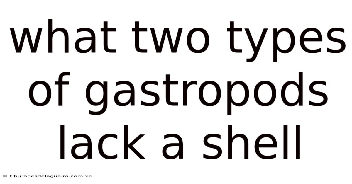 What Two Types Of Gastropods Lack A Shell