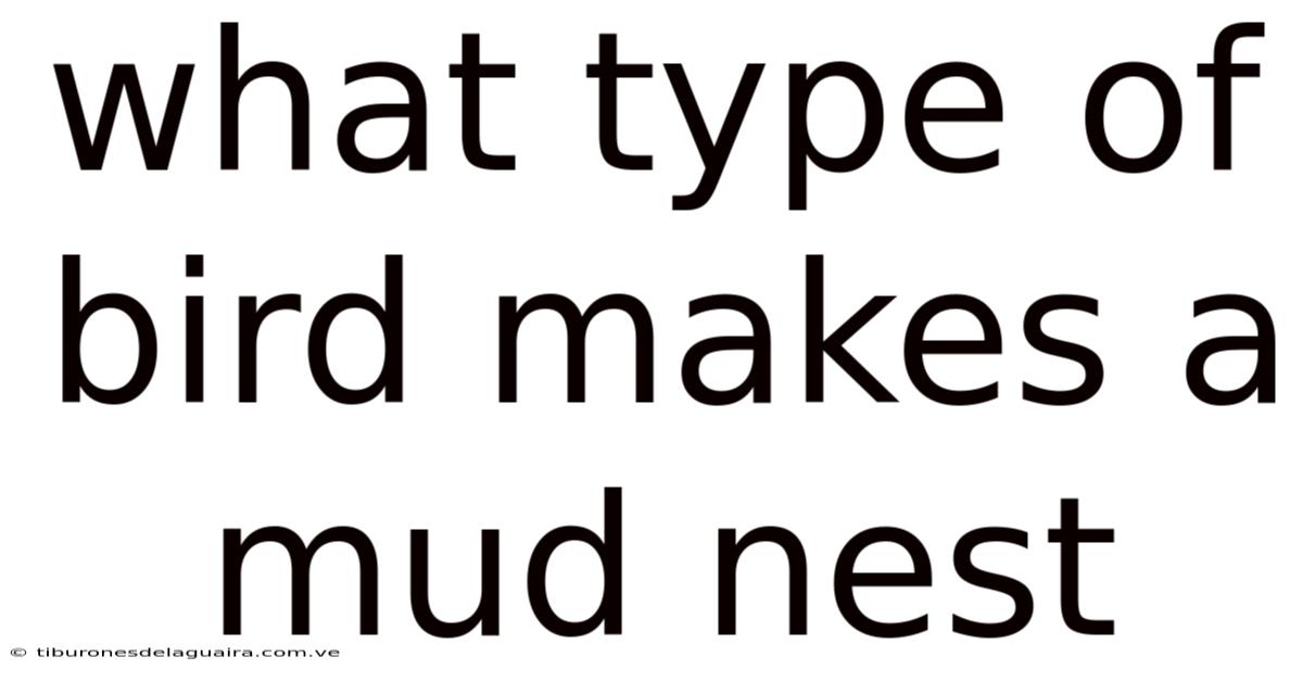 What Type Of Bird Makes A Mud Nest