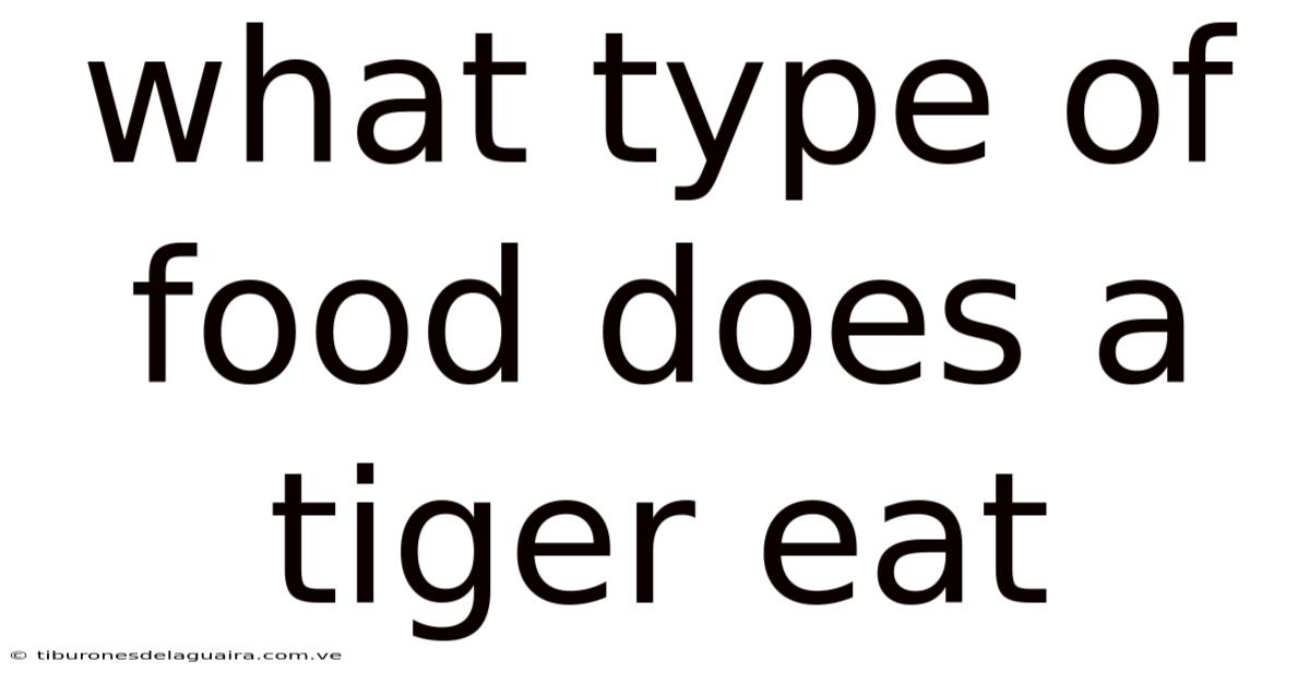 What Type Of Food Does A Tiger Eat