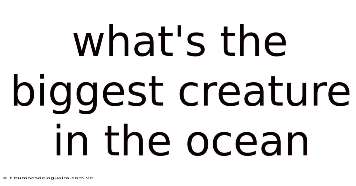 What's The Biggest Creature In The Ocean