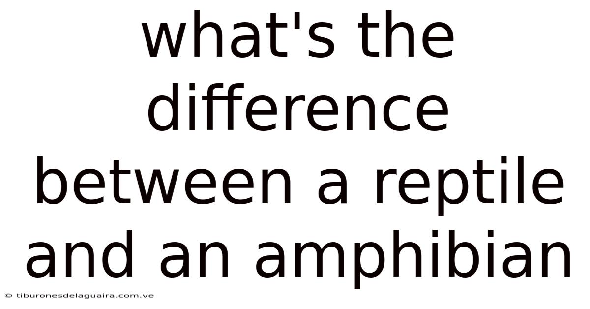 What's The Difference Between A Reptile And An Amphibian