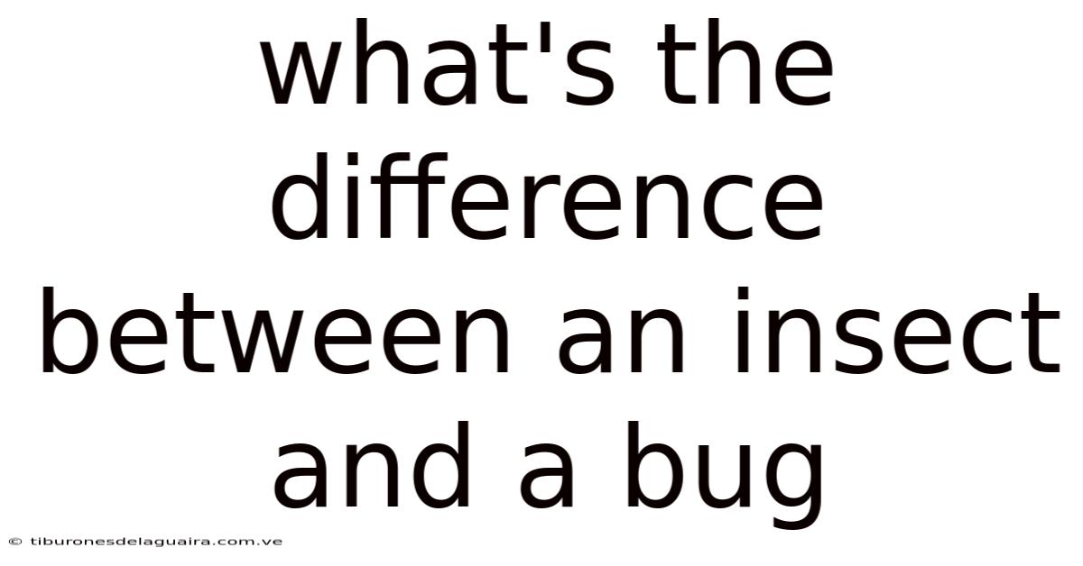 What's The Difference Between An Insect And A Bug