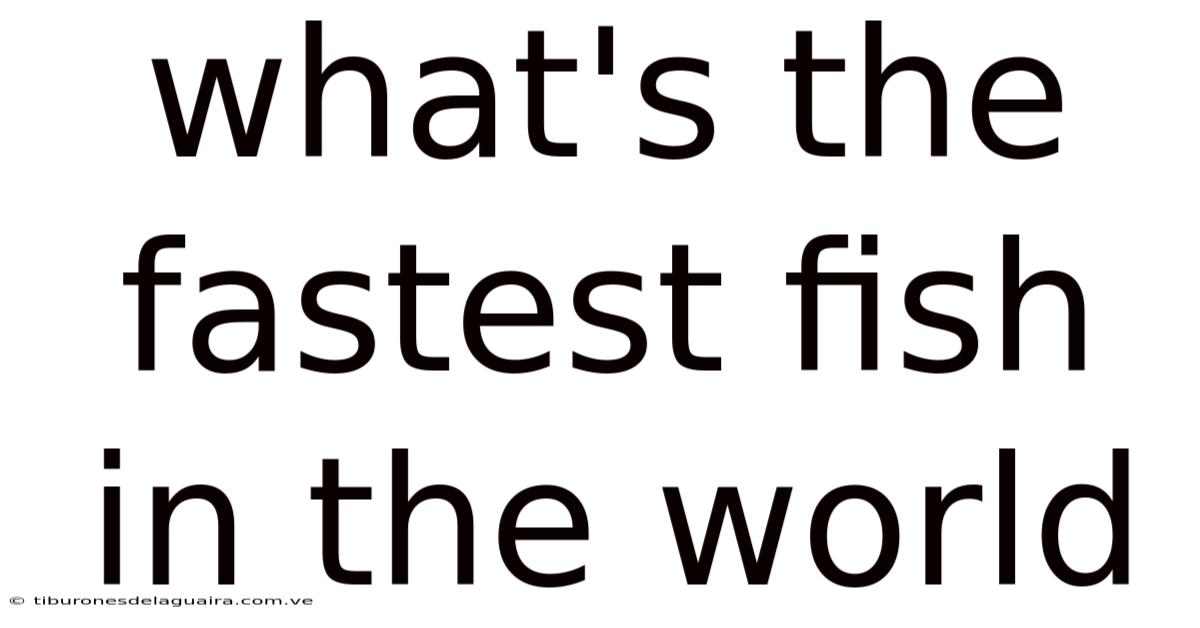 What's The Fastest Fish In The World