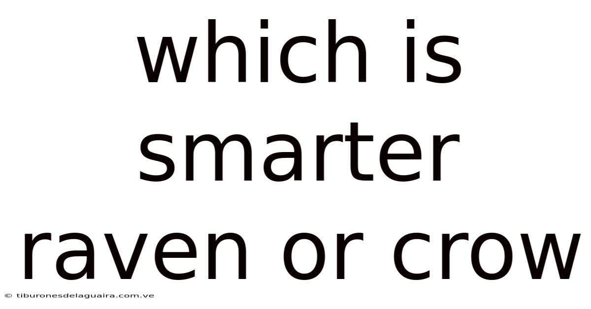 Which Is Smarter Raven Or Crow