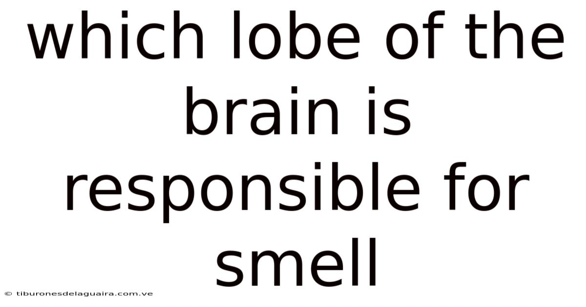 Which Lobe Of The Brain Is Responsible For Smell