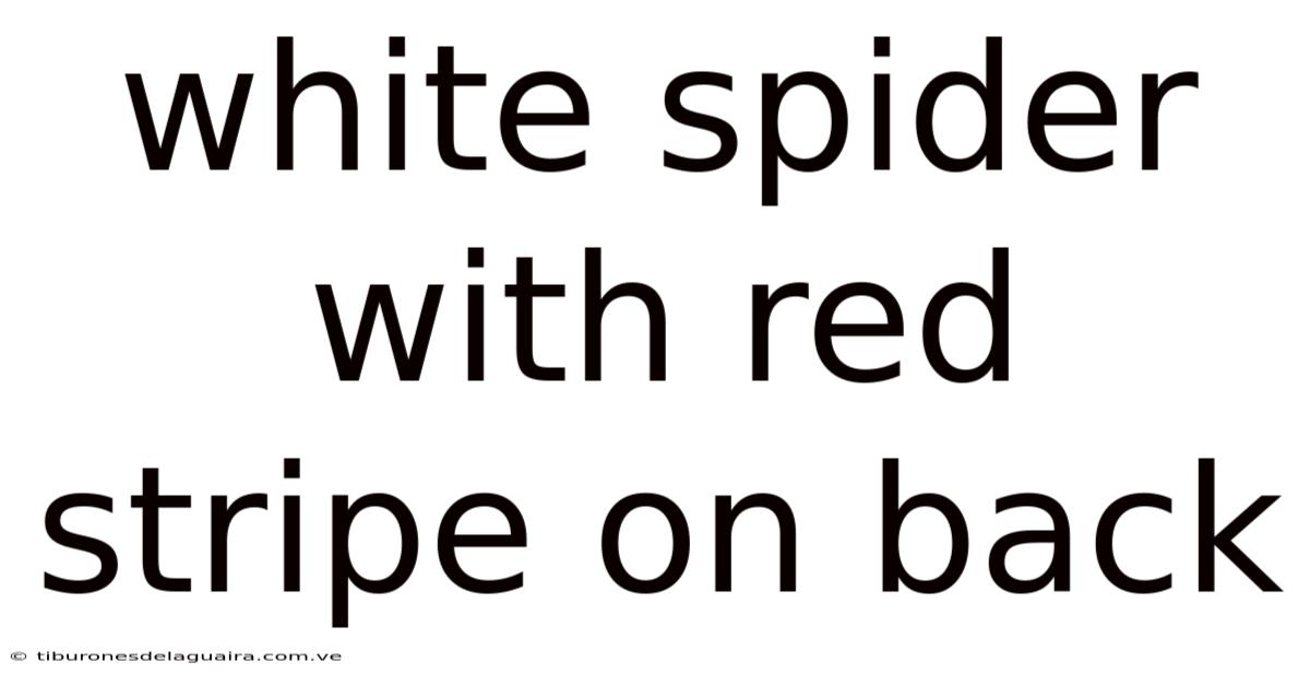 White Spider With Red Stripe On Back