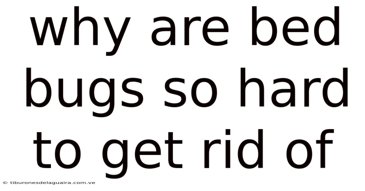 Why Are Bed Bugs So Hard To Get Rid Of