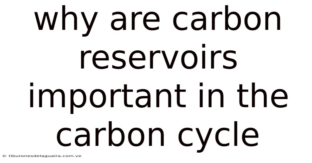 Why Are Carbon Reservoirs Important In The Carbon Cycle