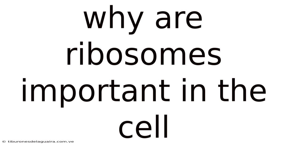 Why Are Ribosomes Important In The Cell