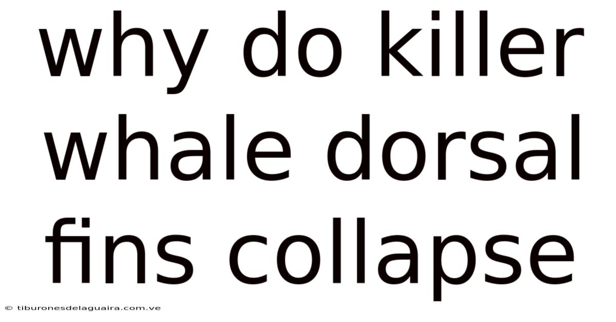 Why Do Killer Whale Dorsal Fins Collapse